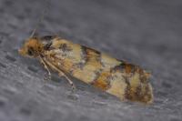 Aethes tesserana