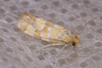 Aethes tesserana
