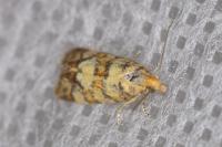 Aethes tesserana