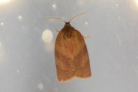 Cacoecimorpha pronubana