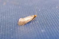 Nematopogon adansoniella
