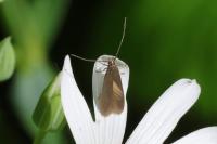 Coleophora lutarea