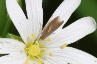 Coleophora lutarea