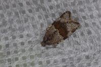 Syndemis musculana