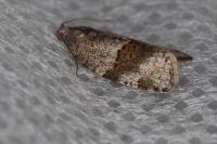 Syndemis musculana