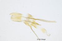 Isophrictis lineatella