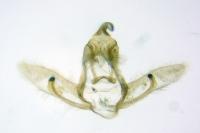 Cnephasia cupressivorana