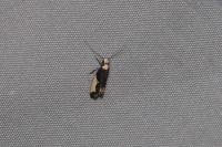 Monopis monachella