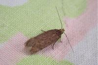 Filatima spurcella