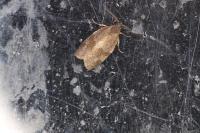 Syndemis musculana