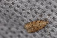 Pseudotelphusa paripunctella