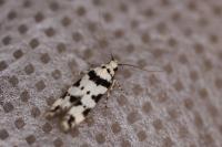Pseudotelphusa scalella