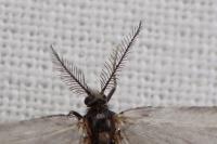 Rebelia plumella surientella