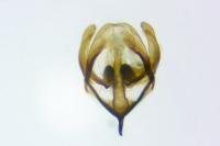 Rebelia plumella surientella