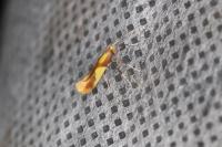 Caloptilia alchimiella