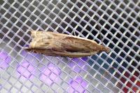 Ancylis apicella