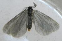 Epichnopterix