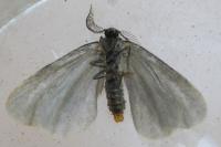 Epichnopterix