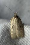 Agonopterix