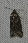 Cnephasia