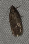 Depressaria albipunctella