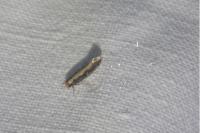 Monopis crocicapitella