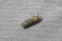 Eucosma