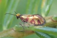 Micropterix tunbergella