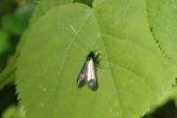 Adela reaumurella
