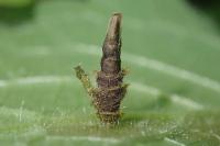 Coleophora ochripennella