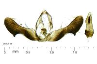 Pammene luedersiana