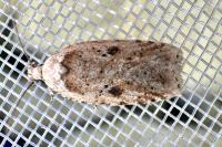 Agonopterix arenella