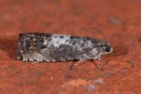 Pammene fasciana