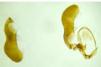 Pammene fasciana