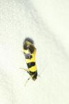 Denisia augustella