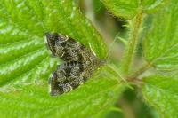 Anthophila fabriciana