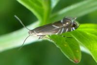Glyphipterix simpliciella