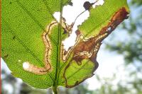 Stigmella aurella/splendidissimella