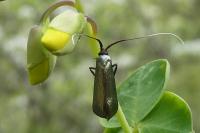 Adela reaumurella