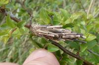 Canephora hirsuta