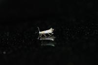Phyllonorycter roboris