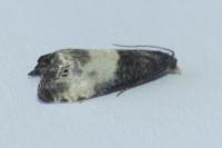 Notocelia cynosbatella