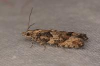 Acroclita subsequana