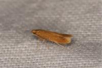 Tischeria