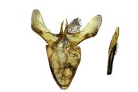 Aspilapteryx limosella