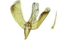 Caloptilia stigmatella