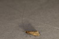 Nematopogon
