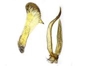 Parornix torquillella