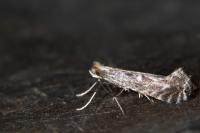 Parornix torquillella