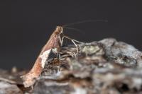 Caloptilia stigmatella